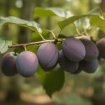 découvrez comment identifier les prunes sauvages en toute sécurité avant de les consommer. apprenez à reconnaître ces fruits pour profiter pleinement de leurs bienfaits sans risques.